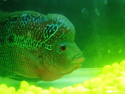 Fish Green Aquarium Fish Tank Water