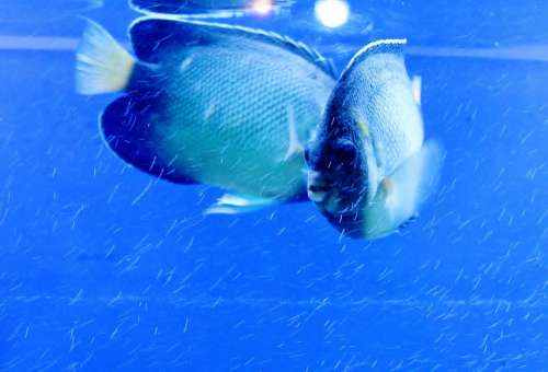 Fish Blue Aquarium Fish Tank Water