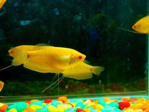 Fish Yellow Aquarium Fish Tank Water