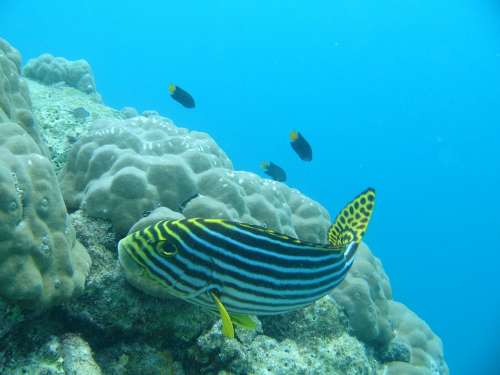 Fish Maldives Yellow Water Ocean Anemone Reef