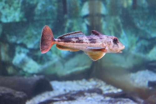 Fish Sea Animal Underwater Swim Exotic Water