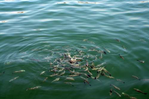 Fish Shoal Food Sea Hungry Seafood Animal