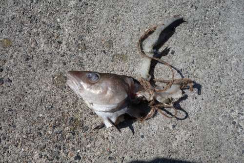 Fish Carcass Dead Fish Head