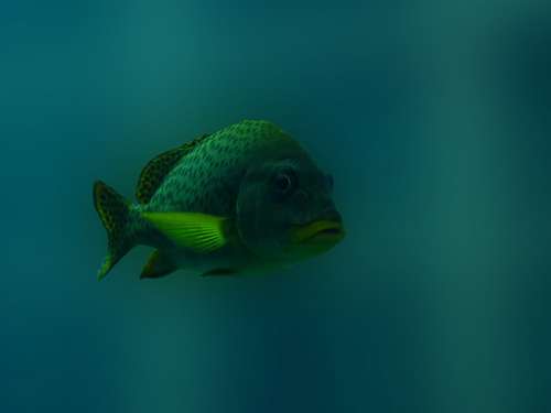 Fish Underwater Blue Green Sea Animal