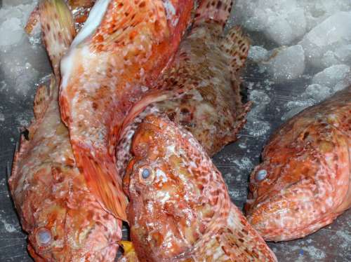 Fish Red Ice Fin Sea Caught Fang Market