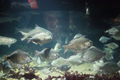 Fish Aquarium Water Underwater Marine Wildlife