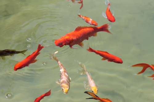 Fish Pond Swim Water Goldfish