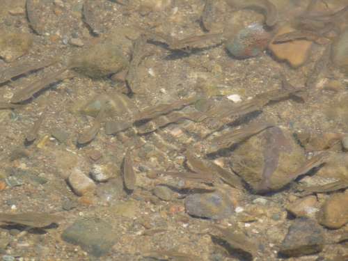 Fish Shoal River Underwater Water Nature Animal