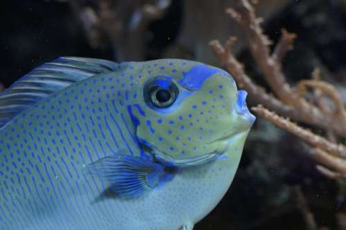 Fish Close Up Portrait Aquarium Underwater