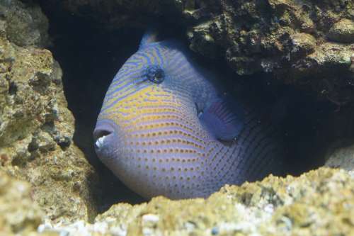 Fish Triggerfish Hidden Crevice Reef Coral Reef