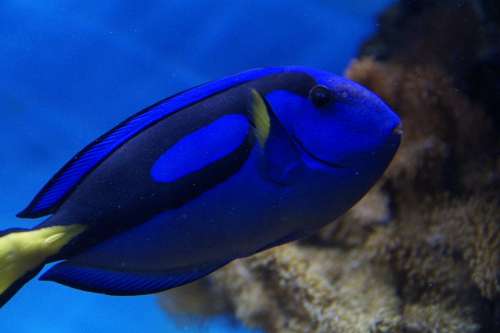 Fish Surgeonfish Blue Swim Aquarium Meeresbewohner