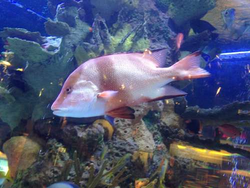 Fish Water Aquarium