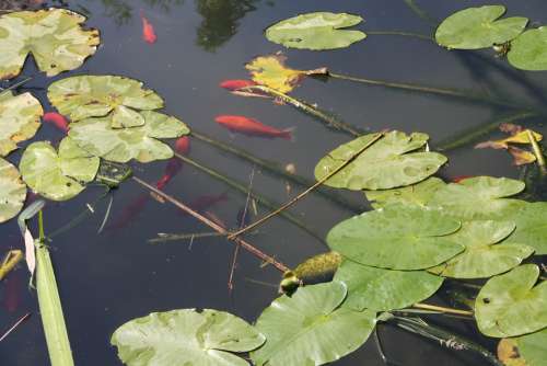 Fish Red Nature Green Summer Lake Leaves