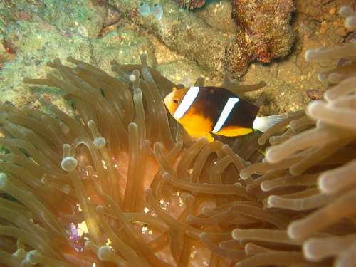 Fish Clown-Fist Sea Ocean Water Underwater
