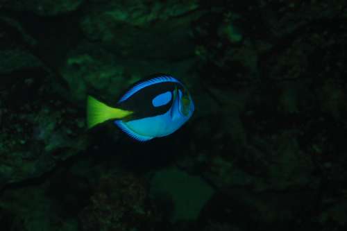 Fish Neon Blue Aquarium