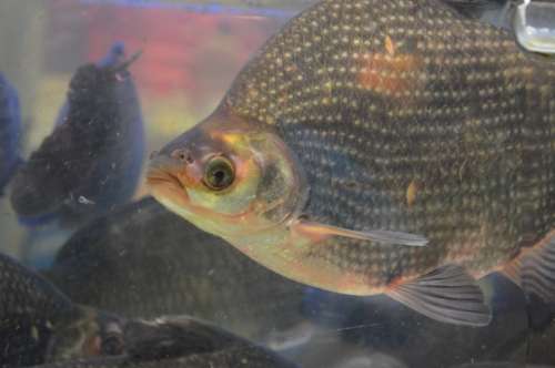 Fish Tilapia Cichlid Species Scales Fin Fins