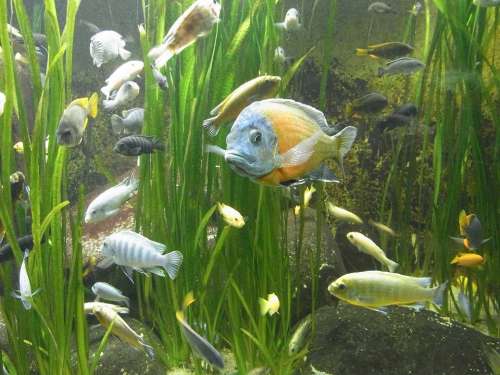 Fish Water Animal Aquarium Swim Nature
