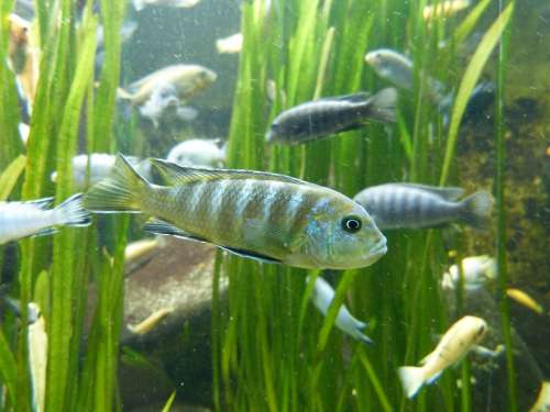Fish Animal Scale Water Aquarium Nature