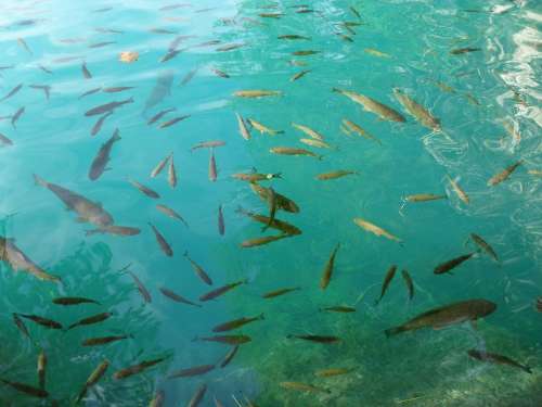 Fish Swarm Fish Plitvice Lakes Nature Lake Croatia