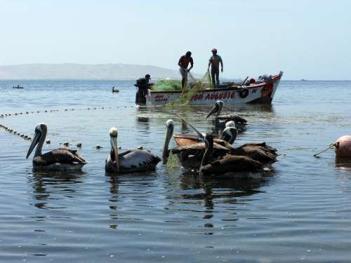 Fisherman Fishing Fishing Boat Peru Paracas Sea