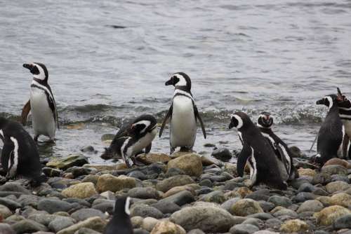 Fishing Penguins Penguin Cute Animal Tux Little