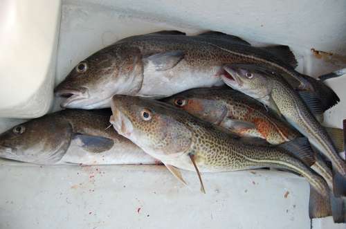 Fishing Cod Feeding