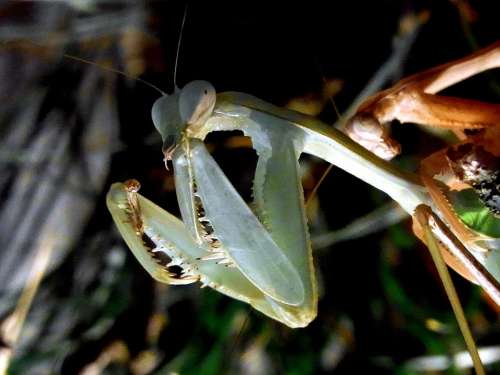 Fishing Locust Praying Mantis Insect Feeding Food