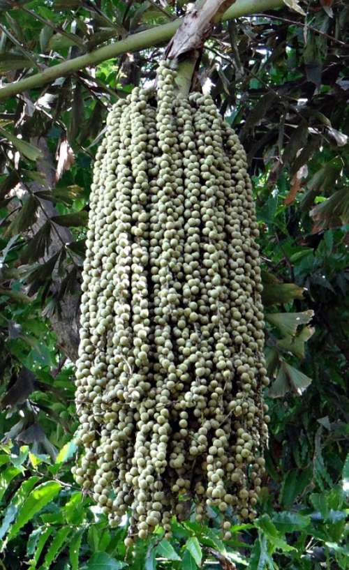 Fishtail Palm Jaggery Palm Toddy Palm Wine Palm