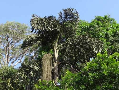 Fishtail Palm Caryota Urens Jaggery Palm