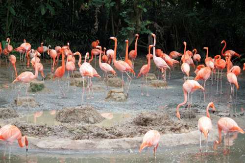 Flamingo Pond Singapore Jurong Bird Park