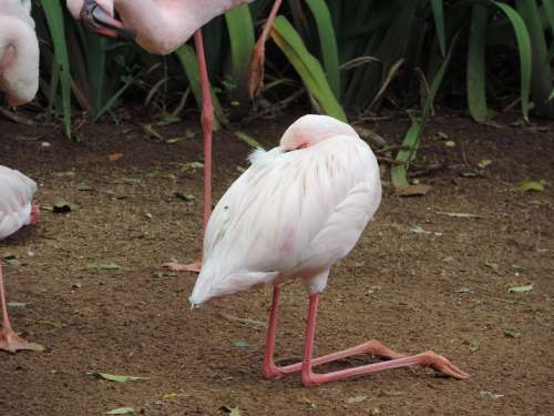 Flamingo Animal World Birds Nature Animal