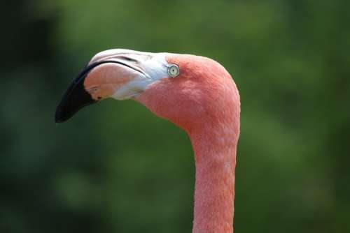 Flamingo Tropical Color Pink Bird Nature