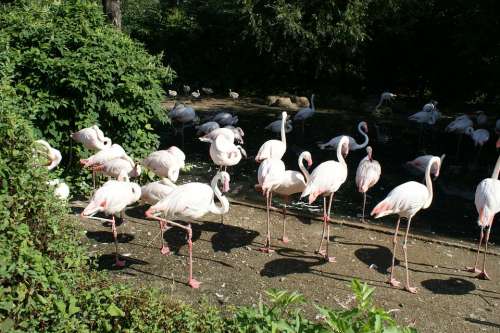 Flamingo Nature Zoo Pink Flamingo