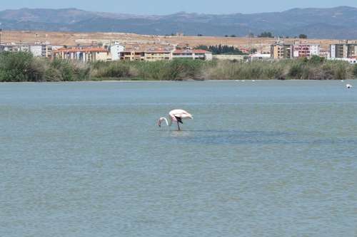 Flamingo Saline Quartu Sant'Elena Sardinia Water