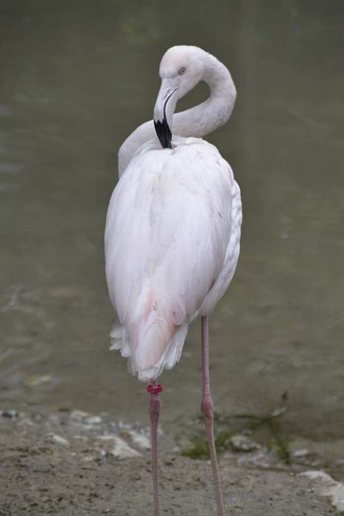 Flamingo Pink Water Bird Nature Zoo Animal Bird