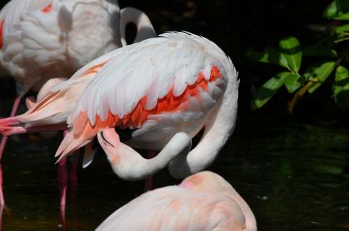 Flamingo Bird Plumage Feather Water Bird Pink