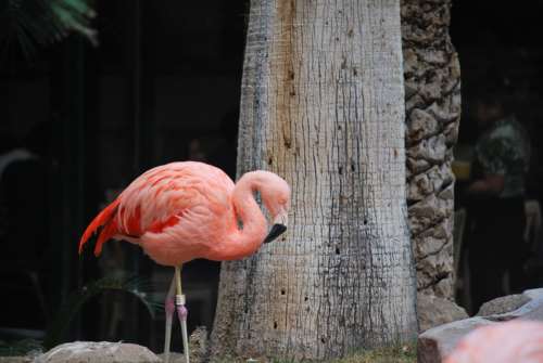 Flamingo Pink Bird Exotic Wildlife Tropical