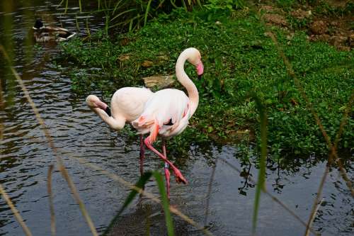Flamingo Pink Bird Wader Pair Water Long Legs