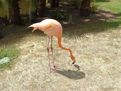 Flamingo Flamingos Bird Birds Pink Tropical