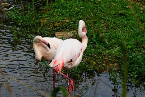 Flamingoes Pink Bird Wader Pair Water Long Legs