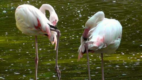 Flamingos Birds Pink Animal Water Bird