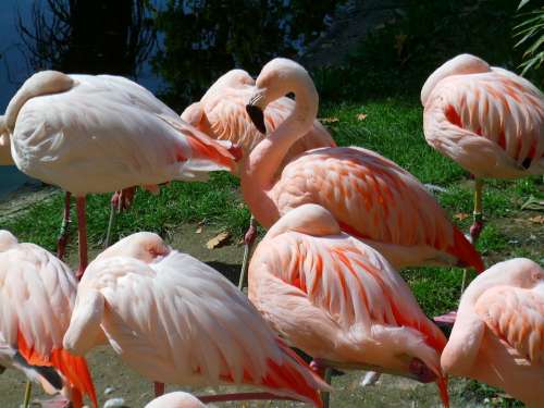 Flamingos Birds Pink Sleep