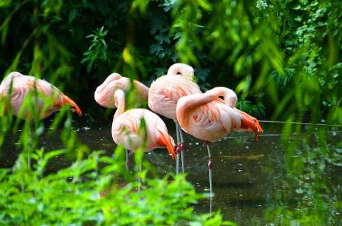 Flamingos Animals Water