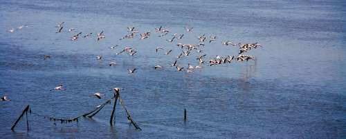 Flamingos Flock Flocking Flying Birds