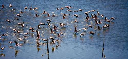 Flamingos Flying Lift Off Flock Flocking Animal