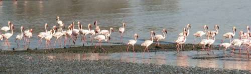 Flamingos Walking Beach Flock Many Nature Birds
