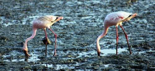 Flamingos Birds Eating Ground Sewri India