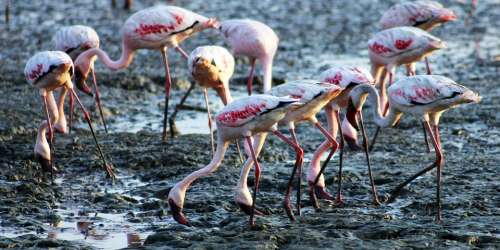 Flamingos Birds Eating Ground India Sewri