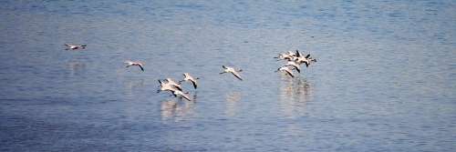 Flamingos Birds India Flying Flock Flocking