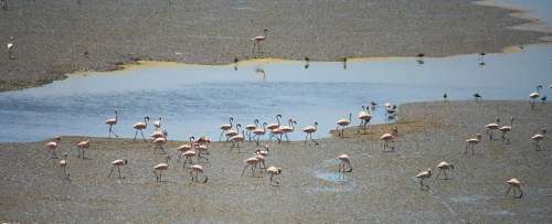 Flamingos Birds India Flock Water